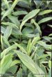 Alpina formosana 'Pinstripe'